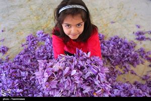 صادرات ۱۰۵ تن زعفران ایران به ۴۷ کشور جهان در نیمه نخست امسال