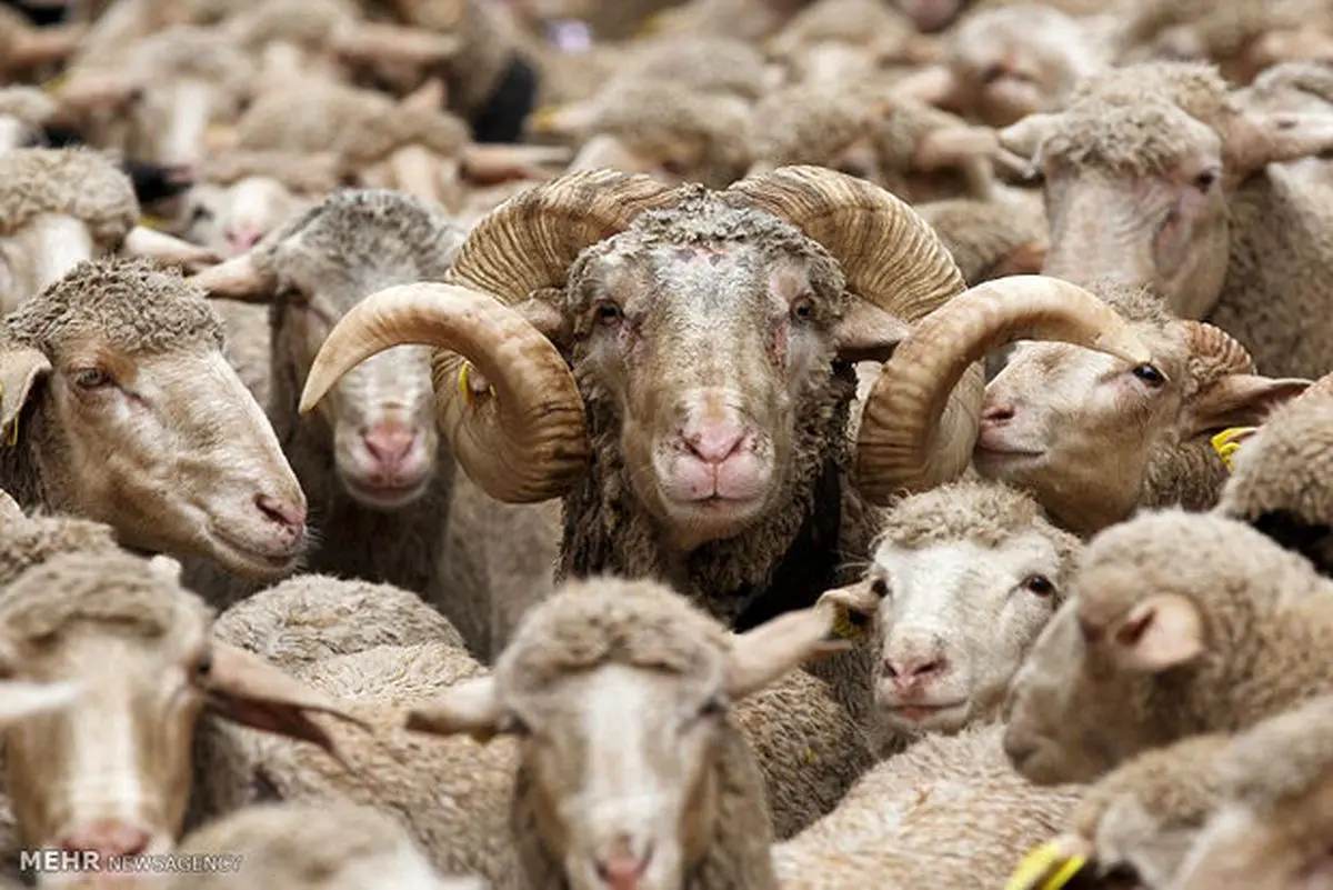 نخستین محموله دام زنده از پایانه ریلی اینچه‌برون وارد کشور شد