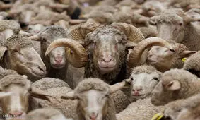 نخستین محموله دام زنده از پایانه ریلی اینچه‌برون وارد کشور شد