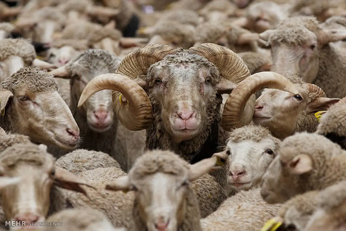 نخستین محموله دام زنده از پایانه ریلی اینچه‌برون وارد کشور شد