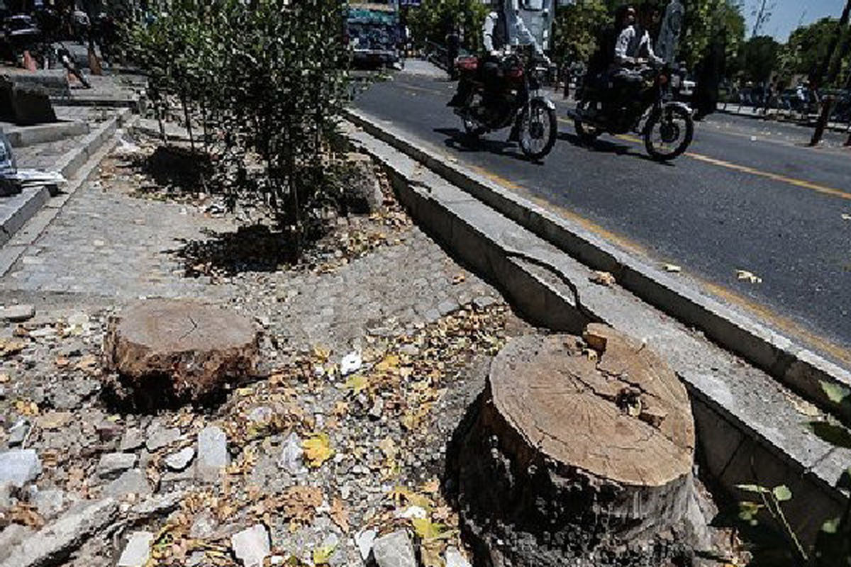 قطع کنندگان درخت در جاده های قزوین دستگیر شدند