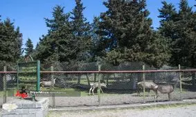 گوزن ها یک نگهبان را در گیلان کشتند