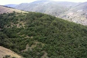 جنگل مصنوعی برای مبارزه با خشکیدگی بلوط در کوهدشت احداث می‌شود