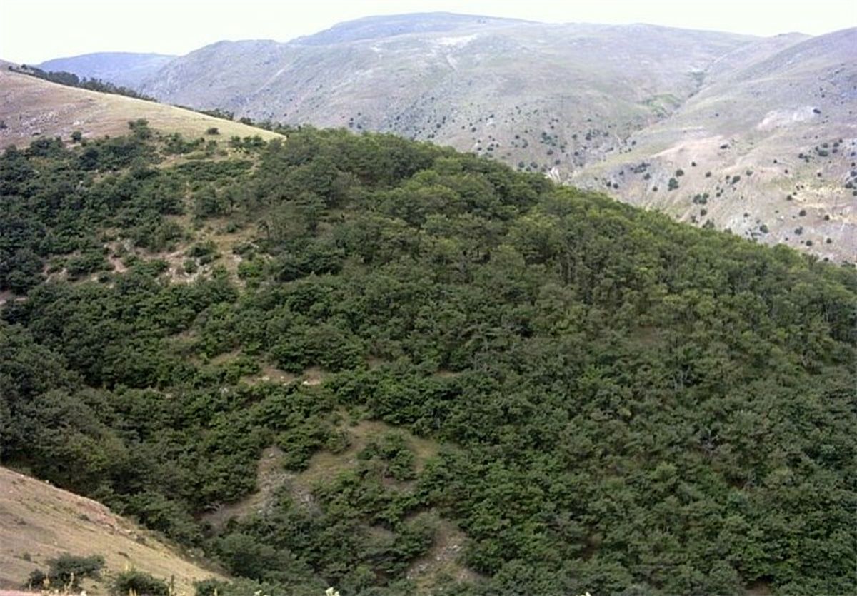 جنگل مصنوعی برای مبارزه با خشکیدگی بلوط در کوهدشت احداث می‌شود