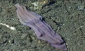 جاندار عجیب دریایی بنام " جوراب دریایی"