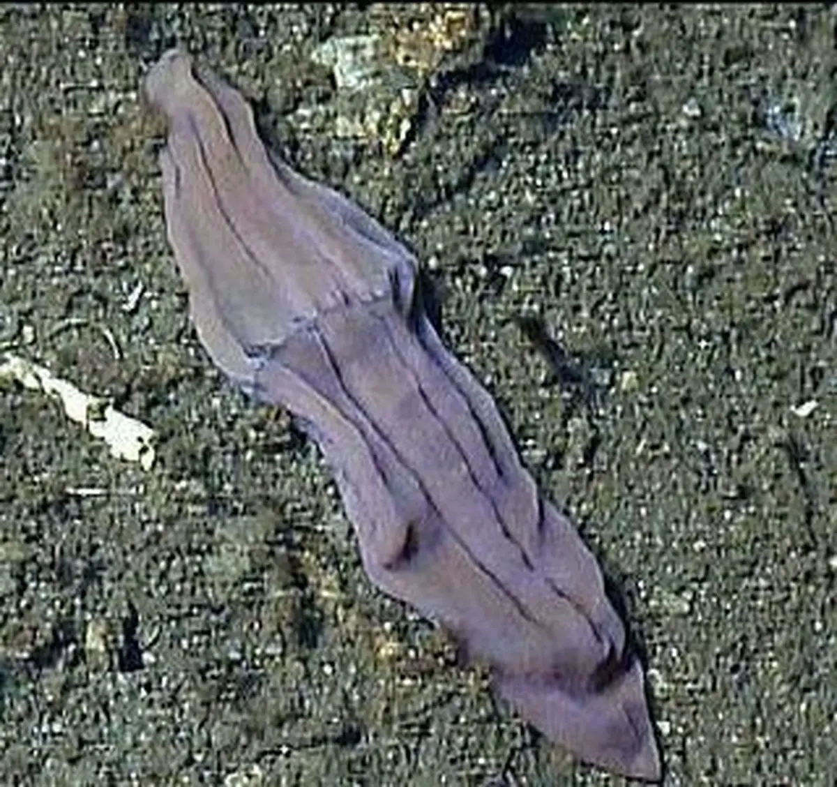 جاندار عجیب دریایی بنام " جوراب دریایی"