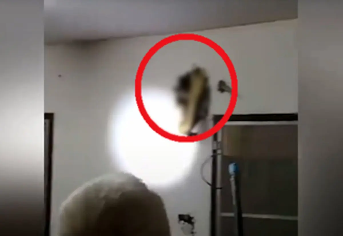 صحنه وحشتناکی که اهالی یک خانواده با آن مواجه شدند+فیلم