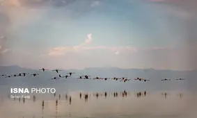 پارک ملی دریاچه ارومیه میزبان 500 قطعه پرنده غول پیکر شد