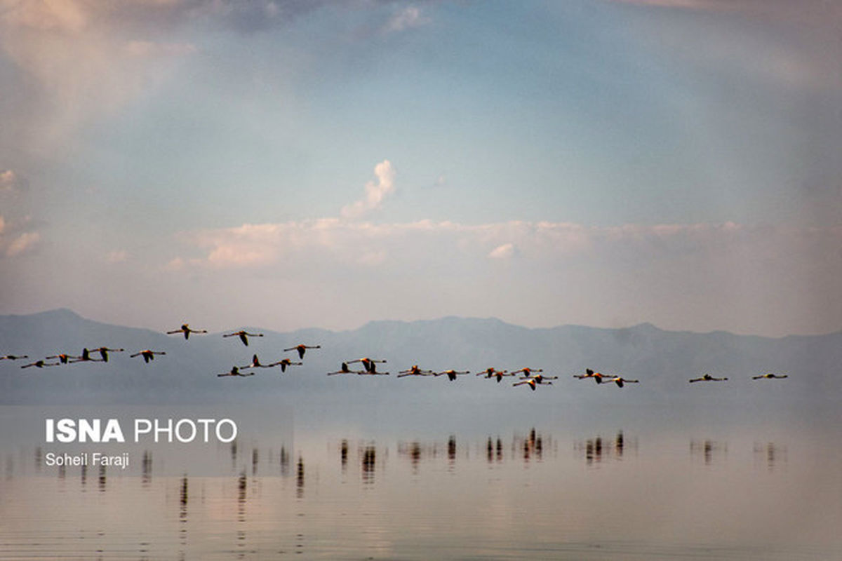 پارک ملی دریاچه ارومیه میزبان 500 قطعه پرنده غول پیکر شد