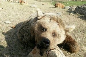 شکارچی خرس قلاجه روانه دادگاه شد