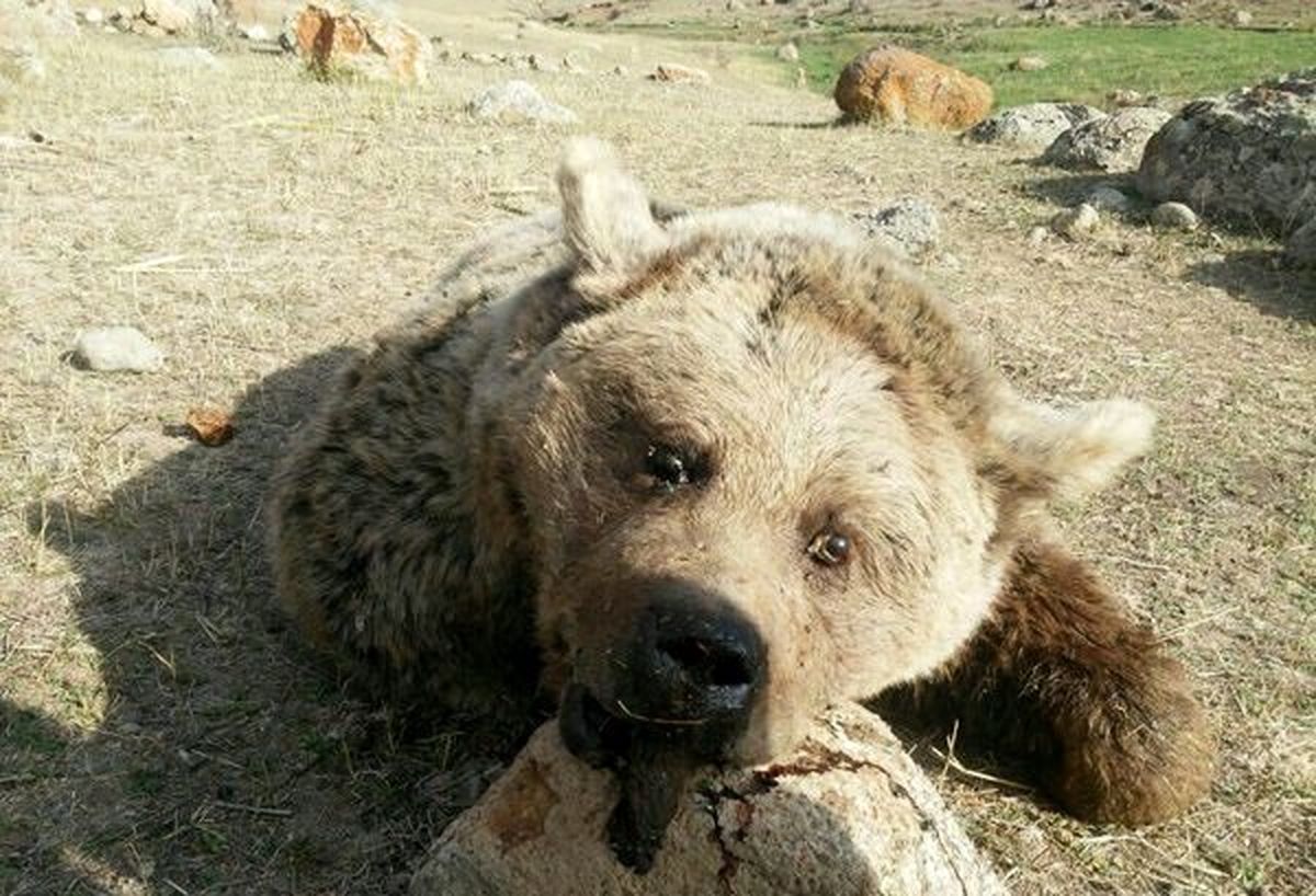 شکارچی خرس قلاجه روانه دادگاه شد