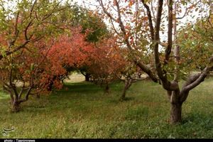 پاییز زیبای باغ‌های یامچی زنجان به روایت تصویر