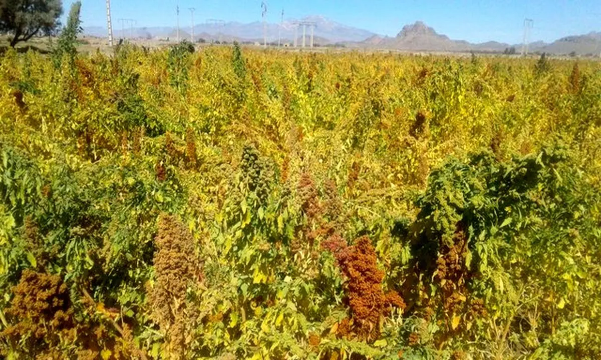 تولید "کینوا" در خاش