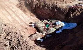 حمله گرگ به گله گوسفندان