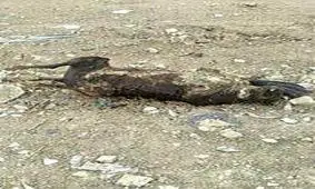 سگ سوزی دسته جمعی در اهواز!