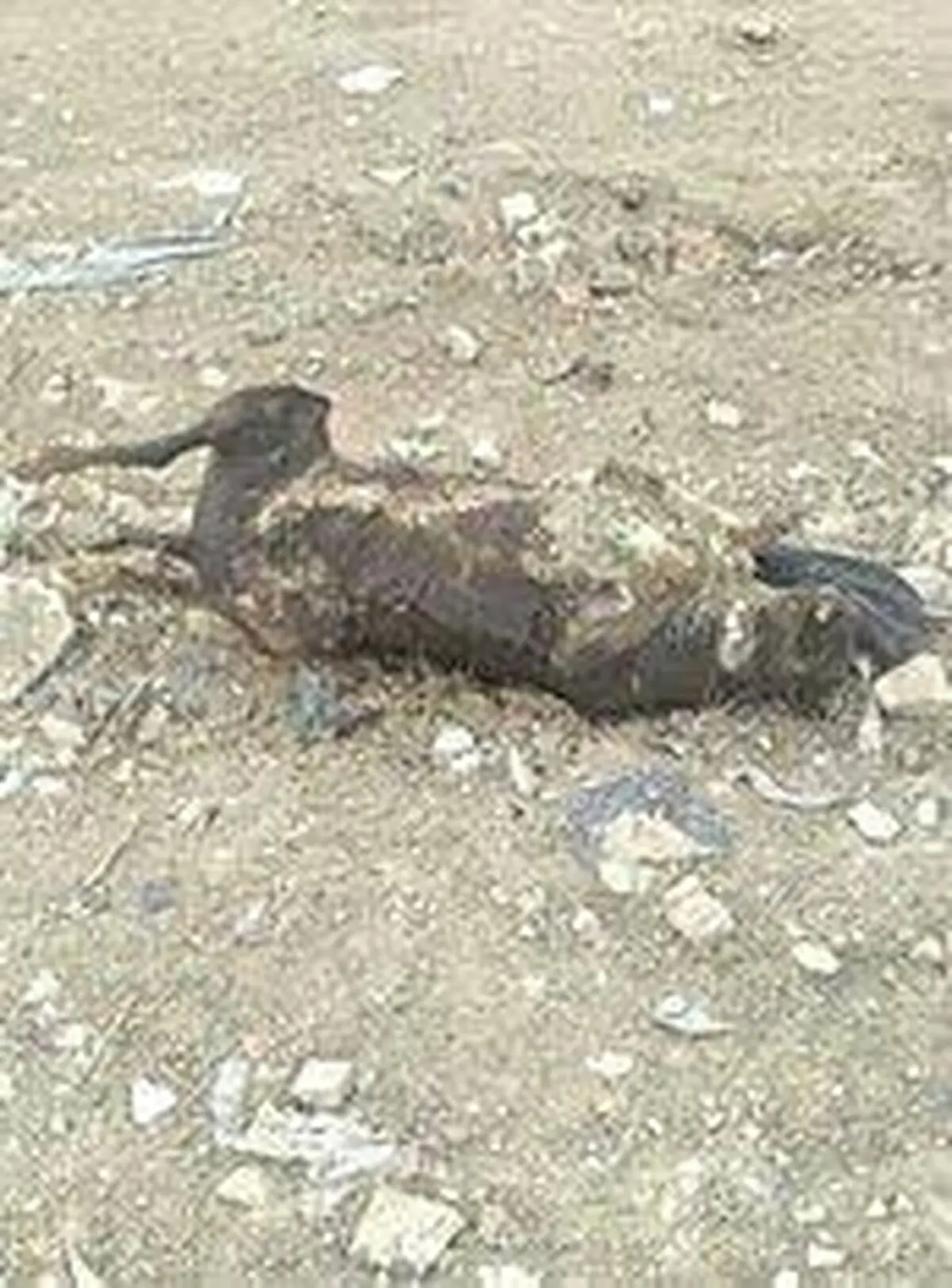 سگ سوزی دسته جمعی در اهواز!