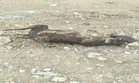 سگ سوزی دسته جمعی در اهواز!