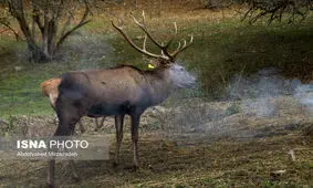 ماجرای حمله گوزن و مرگ پارکبان تالشی در حال پیگیری است