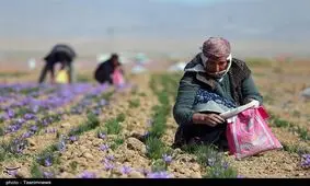 سود زعفران کاران از معبر بورس کالا