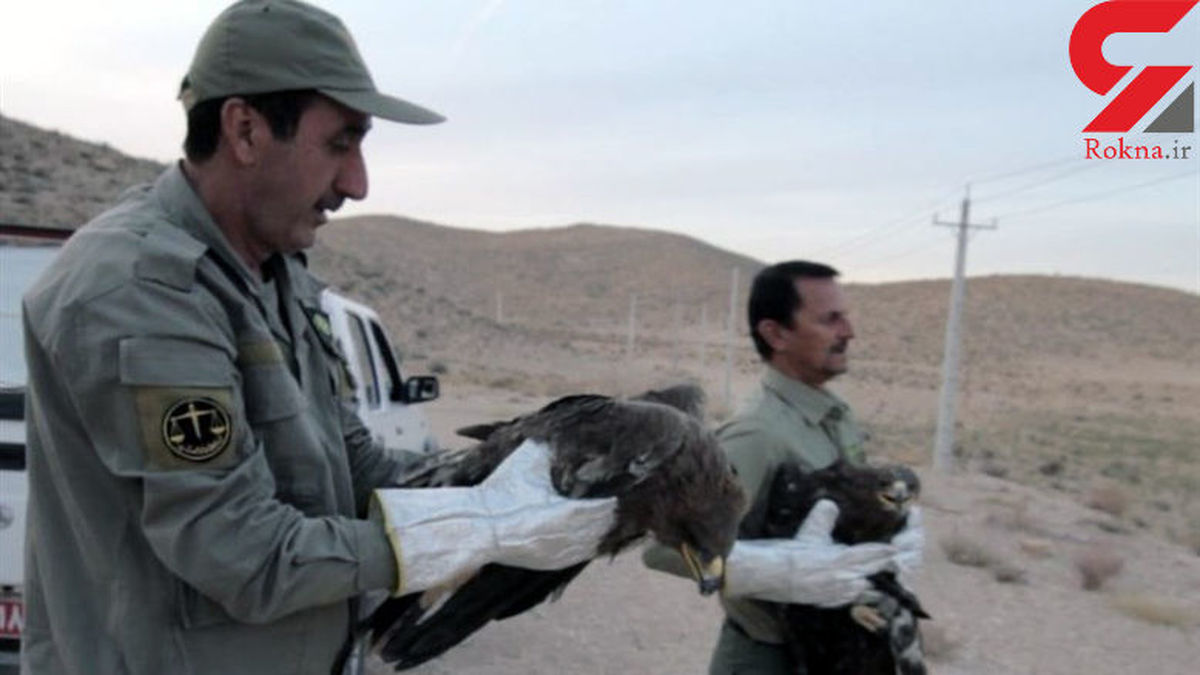 نجات 5 عقاب از مسمومیت مرغها در سروستان + تصاویر