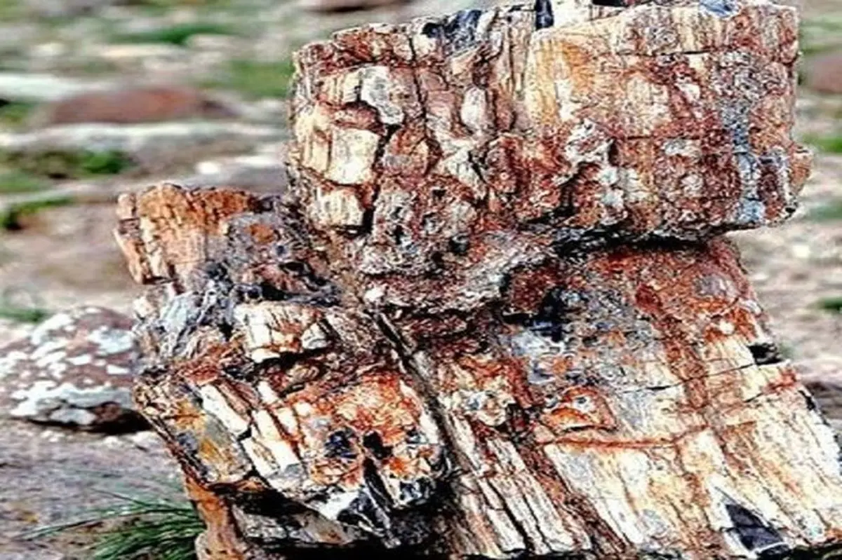 بقایای فسیلی درختان جنگلی «شیخ محمدلو» مشگین شهر ثبت ملی شد