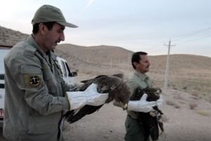 ۵ عقاب از مسمومیت مرغهای سروستان جان سالم به در بردند