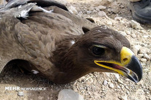 تشکیل پرونده قضایی برای عاملان تلف شدن پرندگان شکاری در سروستان