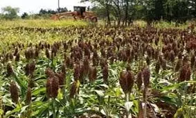 کشور در تولید سورگوم خودکفا شد
