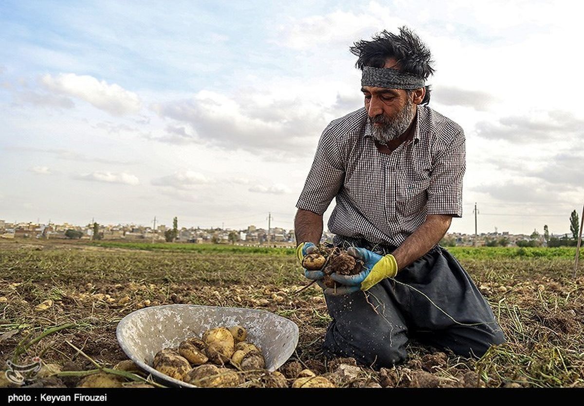 ۵۰ هزار تن سیب‌زمینی کشاورزان کردستانی روی زمین مانده است