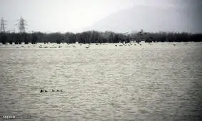 مهاجرت پرندگان به اوج رسید/ فریدونکنار همچنان قتلگاه پرندگان