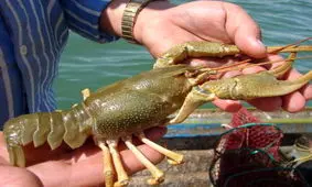 دریاچه سد ارس بزرگترین منبع تولید شاه میگو در کشور