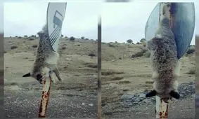 حیوان آزاری در ایلام