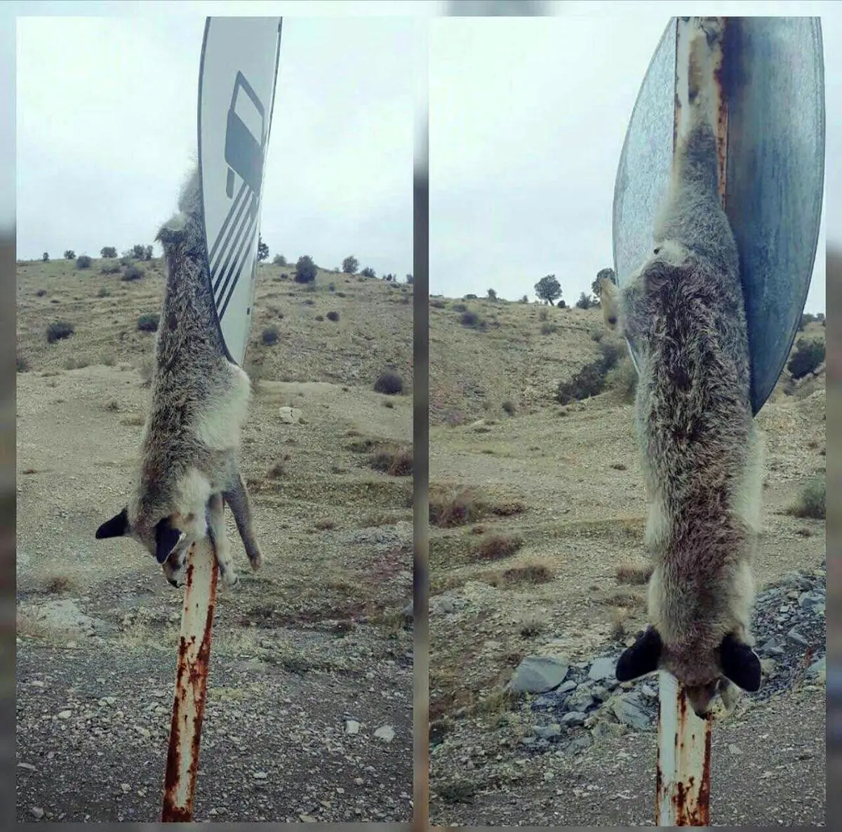 حیوان آزاری در ایلام