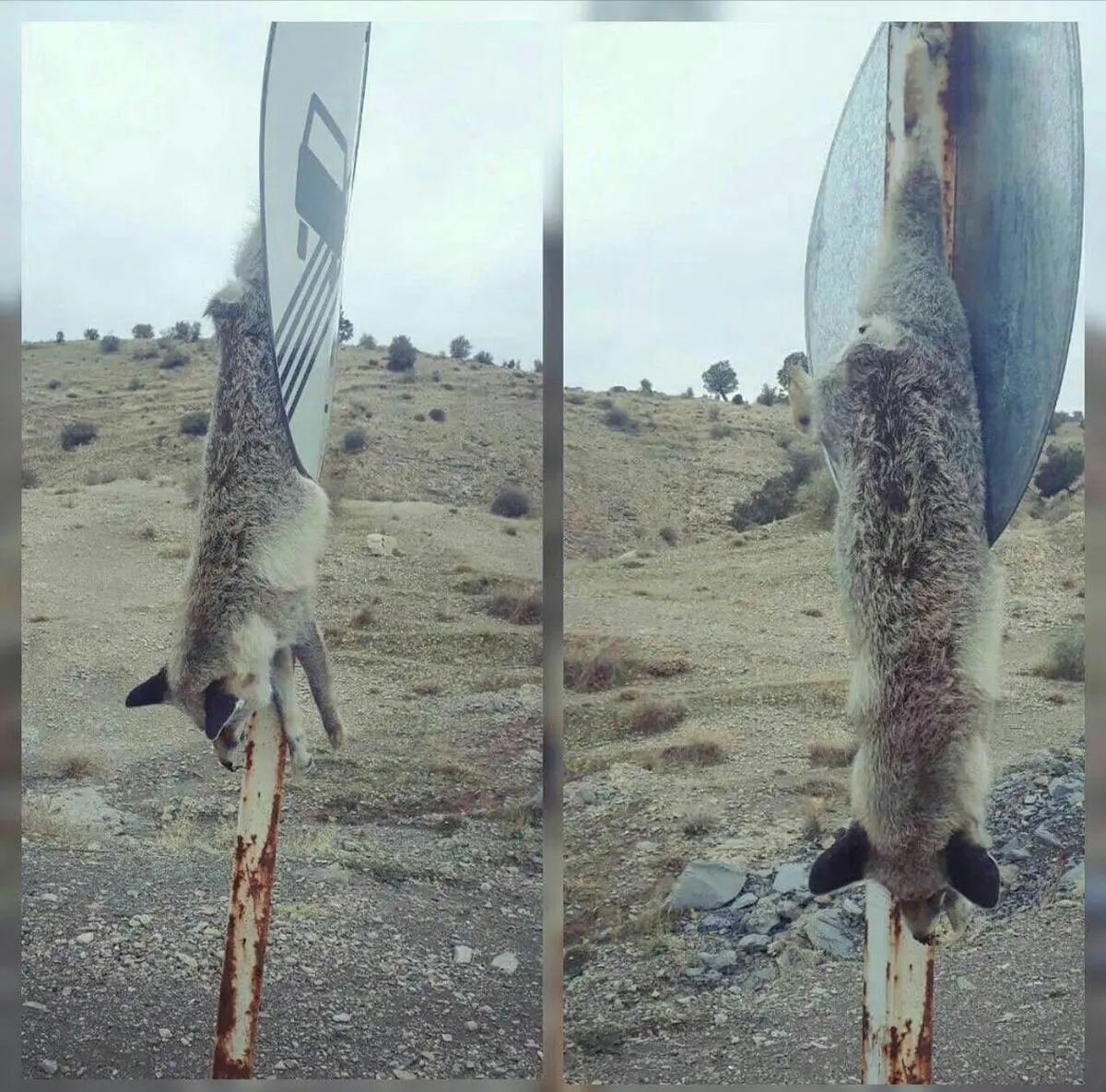 حیوان آزاری در ایلام