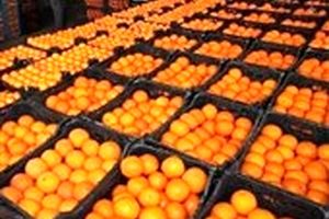 پرتقال ۲۰۰۰ تومان شد+ جدول قیمت انواع میوه