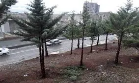 تصویر منتشر شده در فضای مجازی در خصوص قطع درختان آبیدر مربوط به هرس درختان است