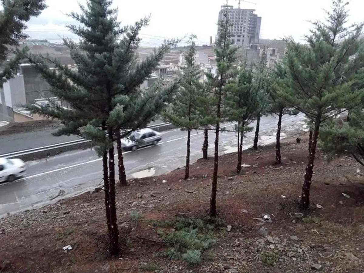 تصویر منتشر شده در فضای مجازی در خصوص قطع درختان آبیدر مربوط به هرس درختان است