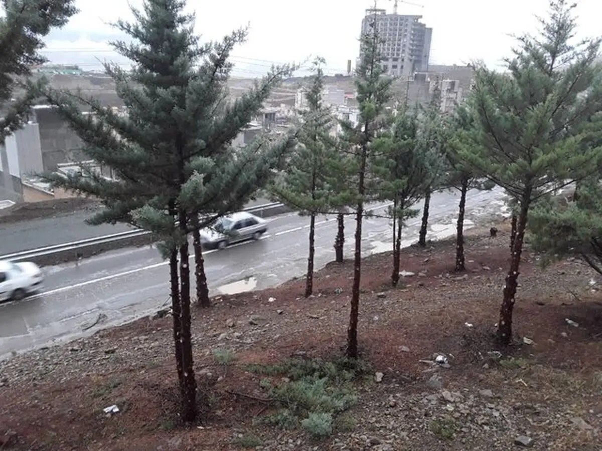 تصویر منتشر شده در فضای مجازی در خصوص قطع درختان آبیدر مربوط به هرس درختان است