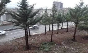 تصویر منتشر شده در فضای مجازی در خصوص قطع درختان آبیدر مربوط به هرس درختان است