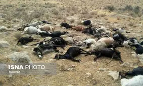 حمله پلنگ به ۵۸ راس گوسفند در بشاگرد