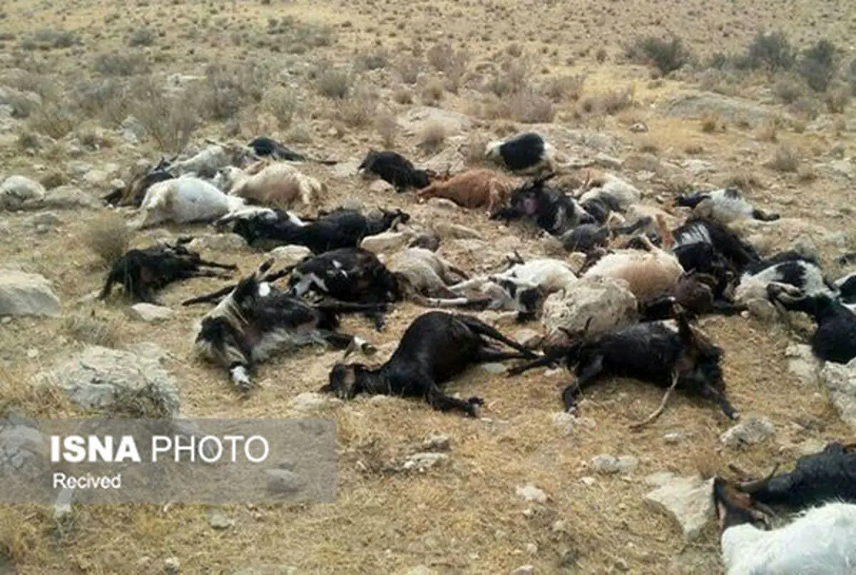 حمله پلنگ به ۵۸ راس گوسفند در بشاگرد