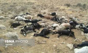 حمله پلنگ به ۵۸ راس گوسفند در بشاگرد