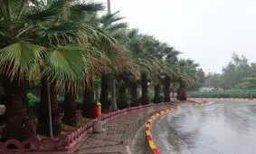 میزان بارش باران در بوشهر به ۸۶ میلیمتر رسید‌