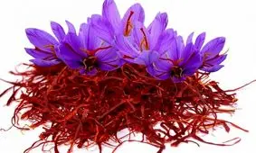 معضل کاهش بی‌رویه قیمت زعفران با بورس کالا حل می‌شود/نجات کشاورزان در گرو اتصال به بورس است