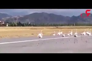 دسته ای از فلامینگوها باند فرودگاه خرم‌آباد را اشغال کردند!+فیلم
