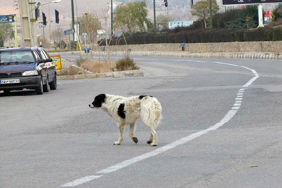 جمع آوری و نگهداری سگ های بدون صاحب شهری