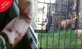 حمله خونین شیر باغ وحش به گردشگر! +فیلم