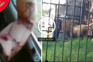 حمله خونین شیر باغ وحش به گردشگر! +فیلم