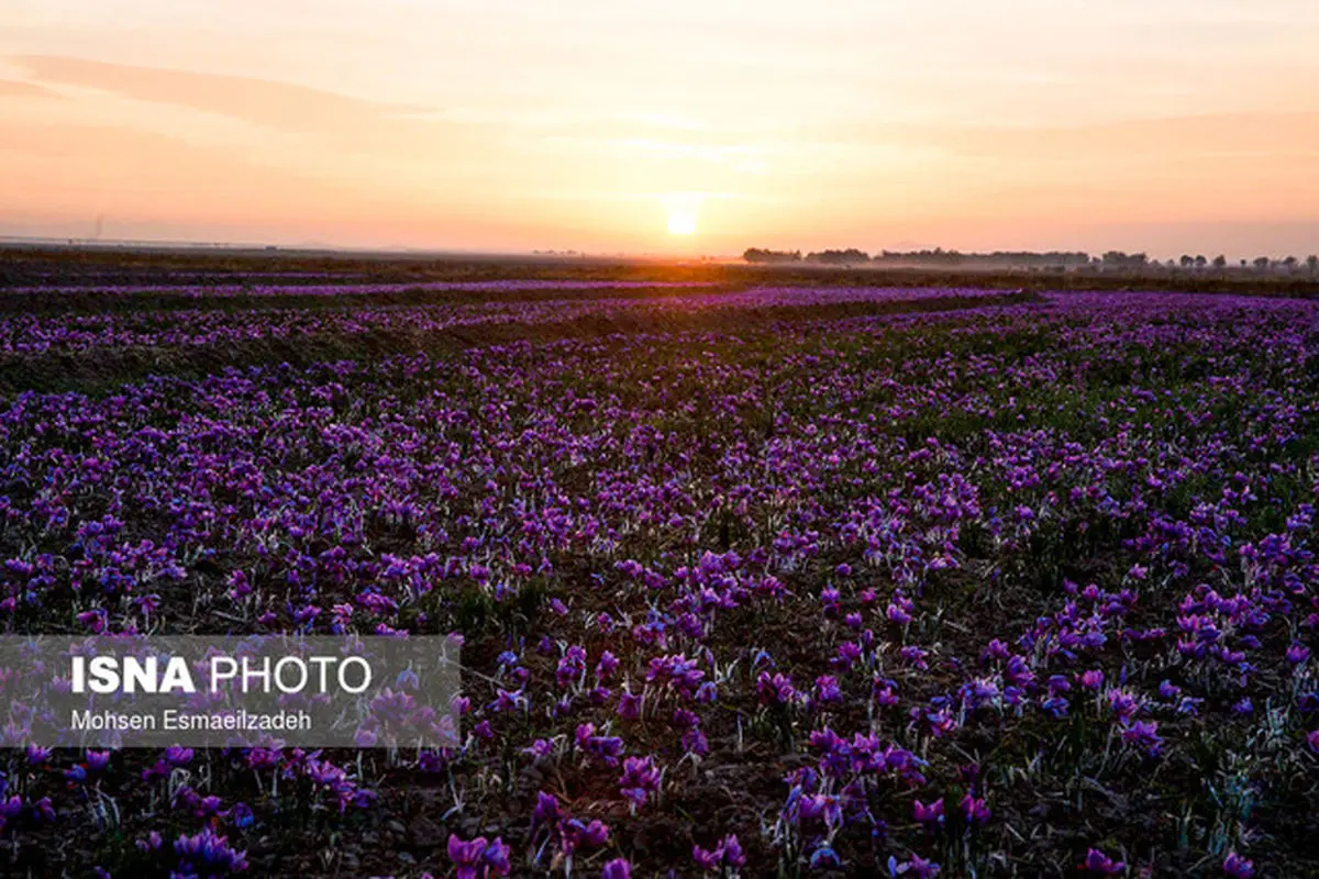 یک قرارداد آتی جدید زعفران در بورس فعال شد