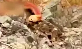 کشف بزرگترین مار ایران در مسیر سد داریان به پاوه !؟ + فیلم